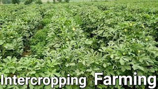 Intercropping Farming  Intercropping vegetables  mixed cropping six crops at one place [upl. by Orlando]