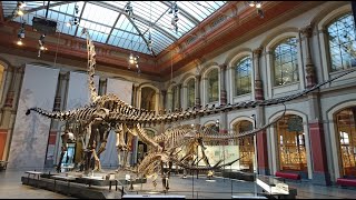 Walking With Giant Dinosaurs at Berlin’s Museum of Natural History [upl. by Kalle]