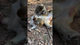 Monkey So happy feeding Shorts 5 [upl. by Atsocal]