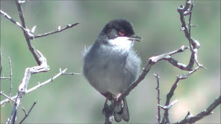 Curruca cabecinegra Curruca melanocephala Sardinian Warbler [upl. by Sixela284]