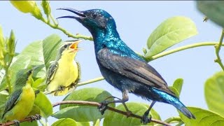 Sunbird SoundSunbird Calling Sound  Shiny Purple Sunbird Song Sunbird Singing  Sunbird Call [upl. by Akemet442]