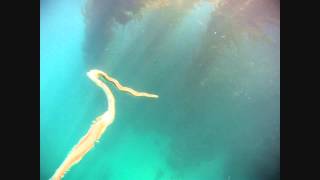 Nereidae Epitoky at Breakwater Monterey CA [upl. by Morita99]