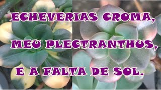 COMO está o cultivo da echeveria croma aqui  Simone Felic [upl. by Ylrak]