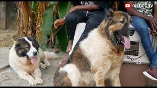 Check Out These Massive Caucasian Shepherds that passed through at the August Classic Dog Show 2024 [upl. by Adnilec]