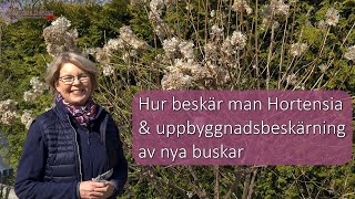 Hur beskär man Hortensia Vipphortensia Höstsyren Paniculata Uppbyggnadsbeskärning Limelight ARS [upl. by Adekram506]