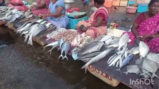 kasimedu fish market 🐟🐠🦐🦞🦑🦀semma shoping 🥳 [upl. by Niessuh]