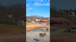 Driving through VA Safari Park  streetview819  streetview  wildlife  animals  selfdriving [upl. by Schlenger]