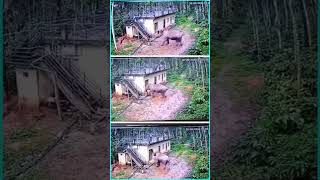 ELEPHANT ATTACK  CC TV Footage  Kerala  Only Shorts Videos shorts youtubeshorts animals [upl. by Lawlor]