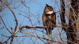 Hooting Male Great Horned Owl [upl. by Erdried]