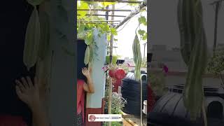 How to get bunches of Ridge Gourd in terrace youtubeshorts shorts terrecegarden [upl. by Alehc748]