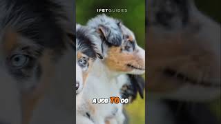 The Amazing Australian Shepherd  Traits amp Care dog animals shorts shepherd [upl. by Ailemac]