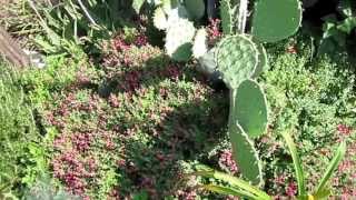 Pink Scullcap Scutellaria suffrutescens Lisas Landscape amp Design quotPlant Pick of the Dayquot [upl. by Ivek]