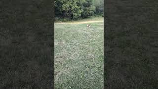 Playing Fetch French Bulldog Black Mask Fawn American Kennel Club Frenchie 365entkennel Clip 4 [upl. by Haropizt308]