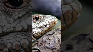 Frill Necked Lizard The Real Life Dragon [upl. by Stoeber974]