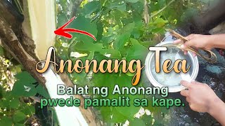 Anonang Tea balat ng anonang tree pwede pamalit sa kape [upl. by Cissie]