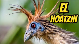 El HOATZIN Prehistórica o Eslabón Perdido 🐦🐦 [upl. by Gerbold7]