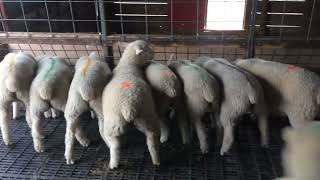 IleDeFrance ewe lambs pen 1 [upl. by Nwatna]