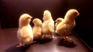 Baby Chicks Chirping  Must Watch This Peep Show [upl. by Leahci]