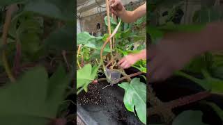 Philodendron Squamiferum Repot [upl. by Dlorrej641]