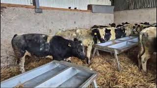 14 super Belgian Blue calves [upl. by Grania]