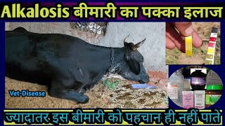 Alkalosis Treatment in CowBuffalo एल्कलॉसिस बीमारी का इलाजVet DiseaseRumen PH [upl. by Golub]