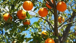 Aromatizador de ambiente feito com cascas de laranja [upl. by Tri]