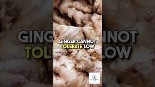 Fridge Faux Pas Why Onions and Ginger Dont Belong Therefoodtips kitchenhacks cookingtips [upl. by Kreager68]