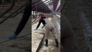 🐮💫 Girl Cleans the Manure in the Cowshed [upl. by Osbourne154]