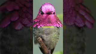 🐦 5 CURIOSIDADES sobre los COLIBRÍES [upl. by Mayda]