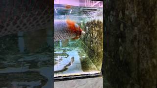 Arapaima fish 🤯💓 aquarium arapaimagigas shortsfeed monsterfish [upl. by Rockie]