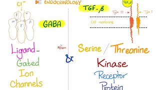 LigandGated Ion Channels Acetylcholine GABA amp Serine Threonine Kinase Receptor Protein [upl. by Artemus109]