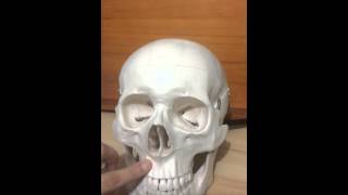 Facial aspect of the cranium  Anatomy of head and neck [upl. by Nimesh]