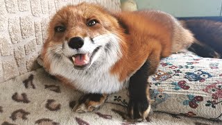 Excited Fox Noises  Fox Laughing and Squeaking [upl. by Nimajaneb116]