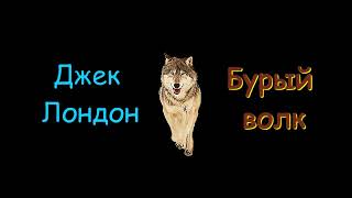 Джек Лондон quotБурый волкquot аудиокнига Jack London quotThe Brown Wolfquot audiobook [upl. by Bellanca241]