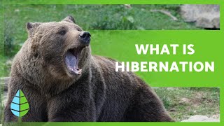 What is HIBERNATION and what ANIMALS HIBERNATE 🐻🐸 [upl. by Urban]