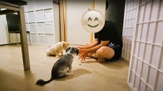 Tricks and Treats  Lhasa apso amp Mini Maltese Shih tzu Tricks in Action [upl. by Norehc32]