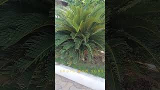 Cycas circinalis Sago palm plantSlow growing ornamental drought tolerant plant of India [upl. by Aliak]