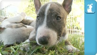 Sleepy Miniature Bull Terrier Puppies  Puppy Love [upl. by Cyma]