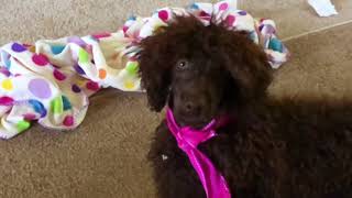 Available moyen poodle puppies [upl. by Eelir]