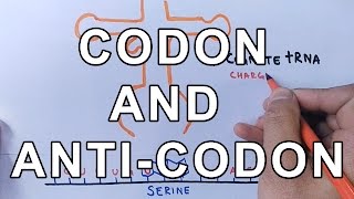 What is Codon and AntiCodon  Difference and Working Explained [upl. by Onitnevuj]