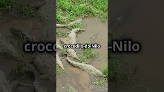 Crocodilo do Nilo like [upl. by Lynnworth]