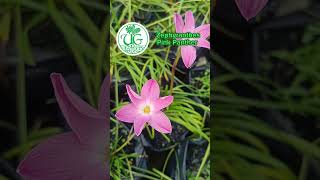 Zephyranthes Pink Panther [upl. by Fulton]