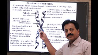 Inter  Chapter 6  Chromosomes and DNA  Part 11  Structure of chromosome  Satellite chromosomes [upl. by Ennayelsel417]