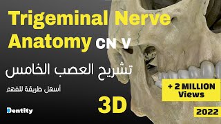 أسهل طريقة لحفظ العصب الخامس  Trigeminal Nerve CN V Anatomy [upl. by Yarvis]