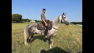 Dappled Grey Tennessee Walking Horse Gelding For SALE [upl. by Trixie]