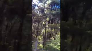 Gravel path hiking nature trail travel newzealand [upl. by Ardine549]