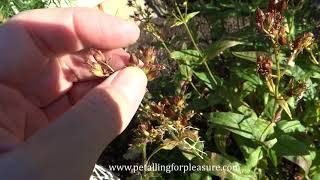 Harvesting PenstemonBeardtongue [upl. by Sage]