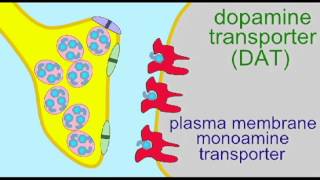 AP1 BRAIN DOPAMINE REUPTAKE [upl. by Yenitirb]