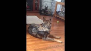 Hip Dysplasia German Shepherd Our Sadie [upl. by Acirej850]