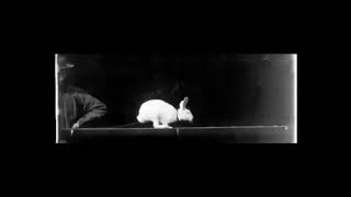 Rabbit Walking 1894 EtienneJules Marey CHRONOPHOTOGRAPHY [upl. by Akkim]